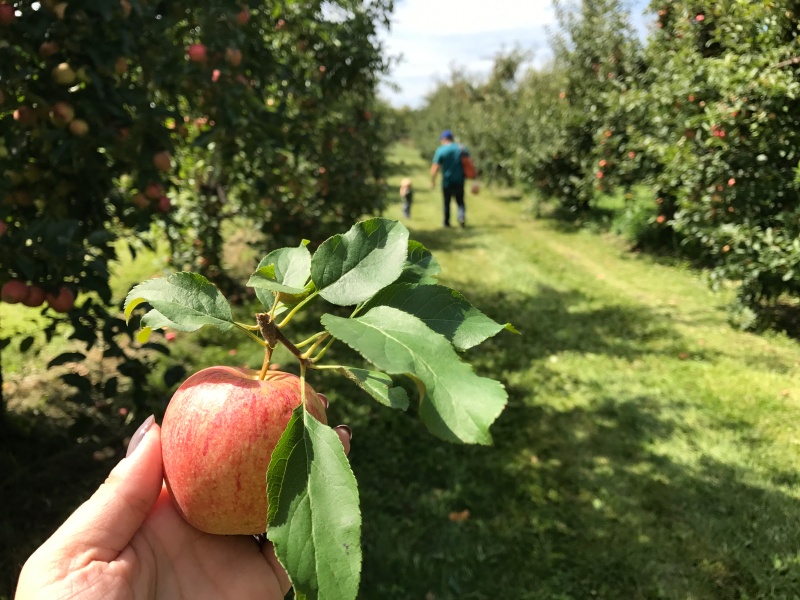 Royal Oak Farm Orchard Apple Picking